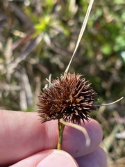 Rhynchospora cephalantha