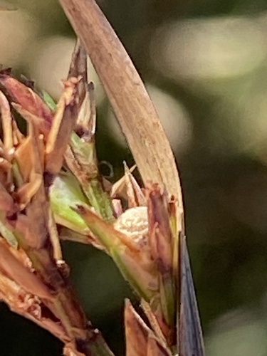 netted nutrush (Scleria reticularis)