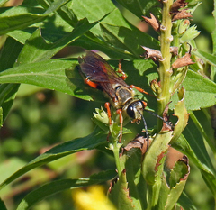 Sphex ichneumoneus