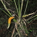 Anthurium nervatum 2