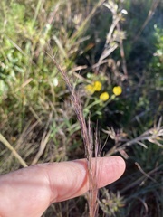Aristida virgata