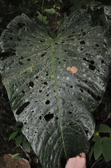 Anthurium nervatum
