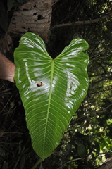 Anthurium nervatum