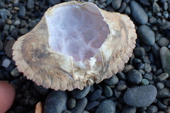 Metacarcinus novaezelandiae