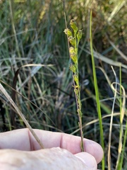 Solidago pulchra