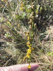 Solidago gracillima