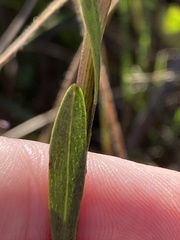 Solidago gracillima