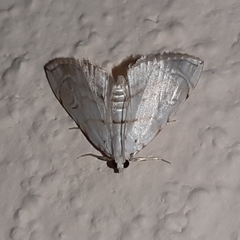 Neurophyseta