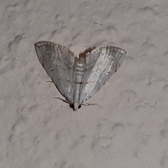 Neurophyseta