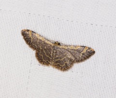 Idaea costiguttata