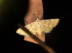 Lamprosema tampiusalis
