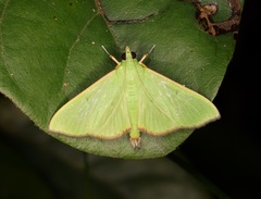 Parotis punctiferalis