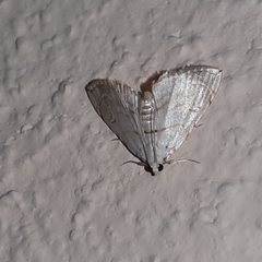 Neurophyseta
