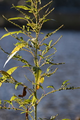 Amaranthus cannabinus