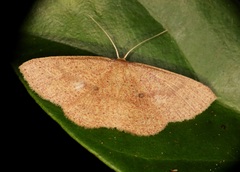 Perixera minorata