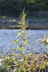 Amaranthus cannabinus