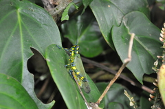 Chromacris psittacus psittacus