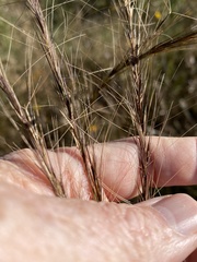 Aristida palustris