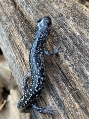 Plethodon cylindraceus
