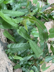 Broussonetia kaempferi