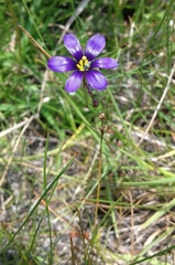 Sisyrinchium scabrum