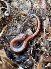 Plethodon cinereus