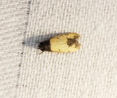 Tyrolimnas anthraconesa