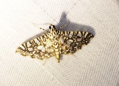 Glyphodes onychinalis