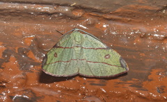 Hypochrosis hyadaria