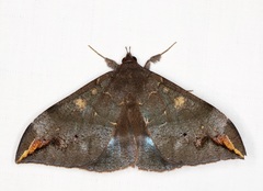 Ischyja ferrifracta