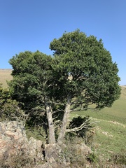 Robsonodendron eucleiforme