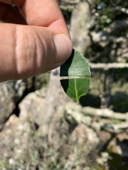 Robsonodendron eucleiforme