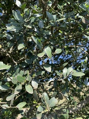 Robsonodendron eucleiforme