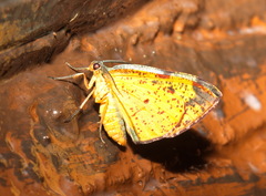 Hypochrosis hyadaria