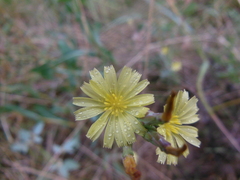 Lactuca canadensis