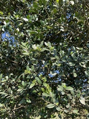 Robsonodendron eucleiforme