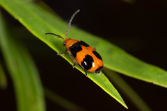 Aulacophora hilaris