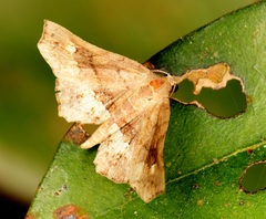 Throana pectinifer