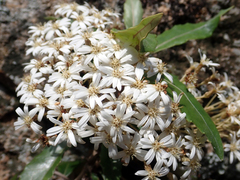 Olearia cheesemanii