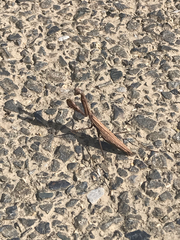 Statilia maculata maculata