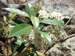 Olearia cheesemanii