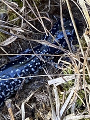 Plethodon glutinosus