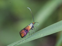 Nemophora fasciella