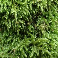 Lembophyllum divulsum