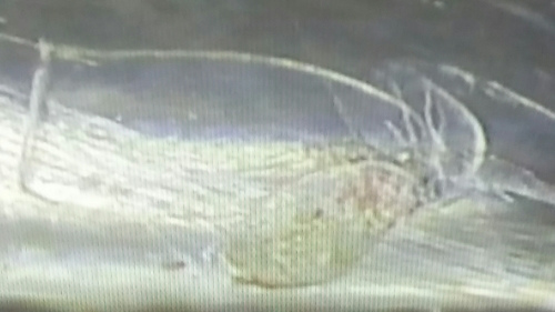 Representative image of Chelophyes