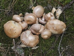 Cortinarius camphoratus