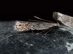 Battaristis concinnusella