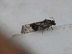 Apotomis betuletana