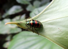 Lampromicra jactator