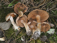 Cortinarius camphoratus